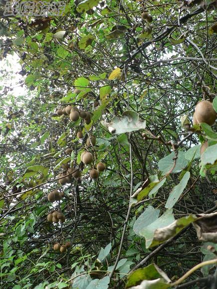 仙女山夢(mèng)幻谷徒步指南