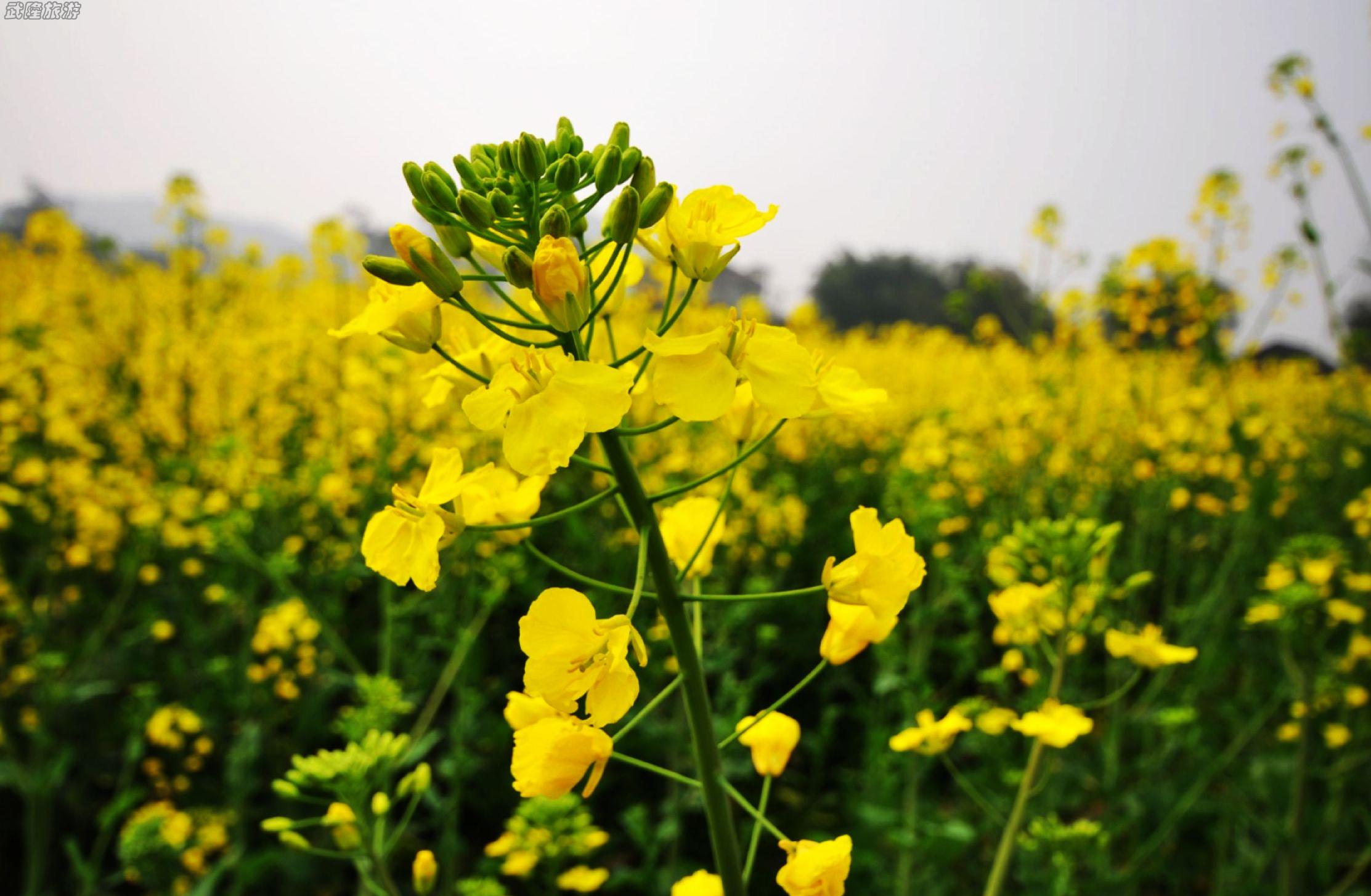 春天出游，乍暖乍寒，容易感冒。在旅途中要服用什么感冒藥呢?