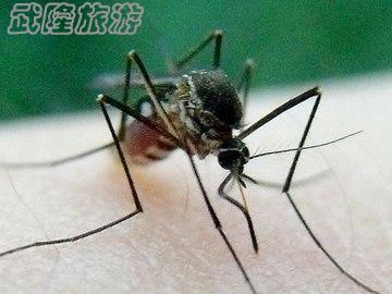 野外活動(dòng)如何防蚊蟲叮咬