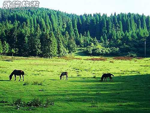 清明節(jié)武隆旅游將掀高潮 酒店、車票等需提前訂