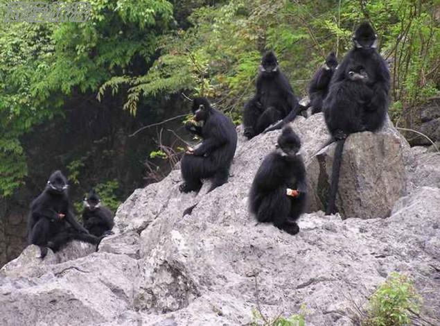 武隆生物的多樣性