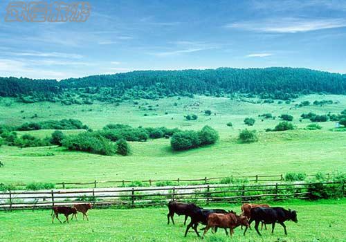 重慶武隆仙女山門票價格是多少？