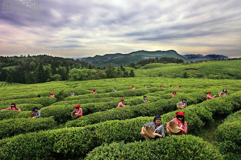 白馬山&ldquo;采茶&rdquo;為武隆旅游添新意