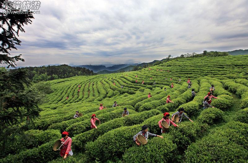 白馬山&ldquo;采茶&rdquo;為武隆旅游添新意