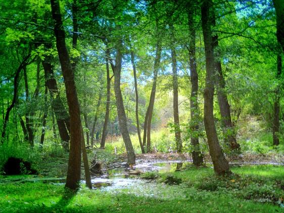 森林旅游的六大注意事項