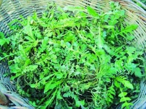 春季郊游挖野菜應(yīng)謹(jǐn)慎