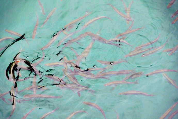 山腳江邊古老而神秘的盤(pán)古苗寨