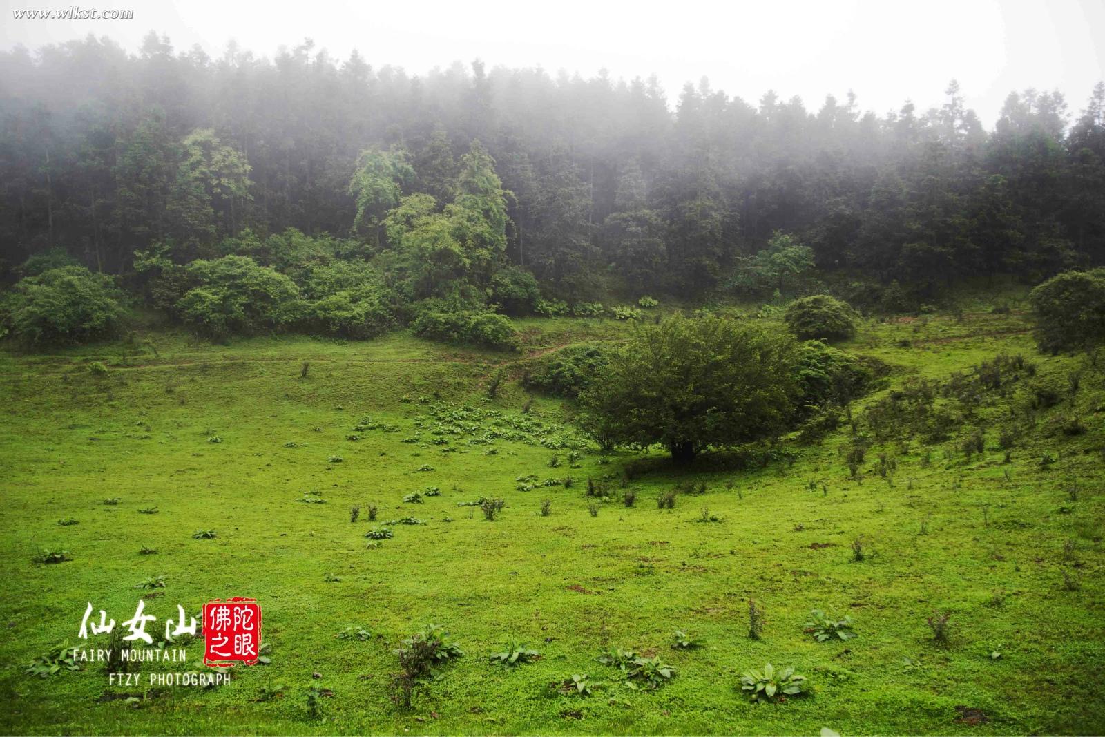 草原上一棵我很喜歡的樹