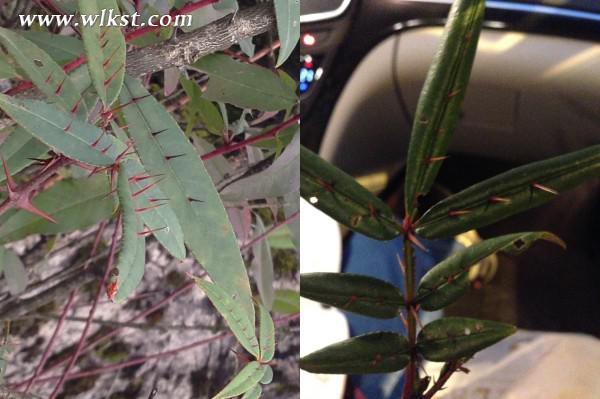 烏木、化石隨地?fù)?，重慶無人峽谷大冒險(xiǎn)（完整版）&mdash;&mdash;【女漢紙武隆秘境探險(xiǎn)記】第十四節(jié)