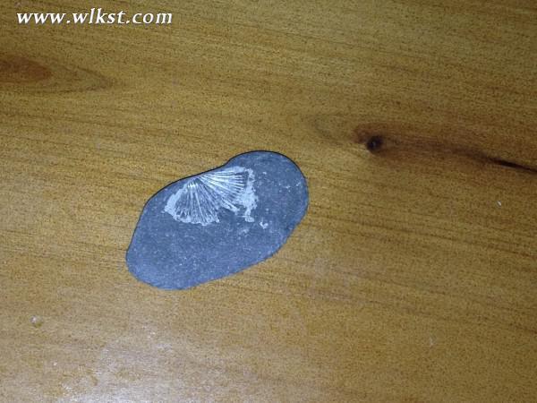 烏木、化石隨地?fù)?，重慶無人峽谷大冒險(xiǎn)（完整版）&mdash;&mdash;【女漢紙武隆秘境探險(xiǎn)記】第十四節(jié)