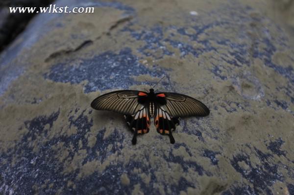 烏木、化石隨地?fù)欤貞c無人峽谷大冒險(xiǎn)（完整版）&mdash;&mdash;【女漢紙武隆秘境探險(xiǎn)記】第十四節(jié)