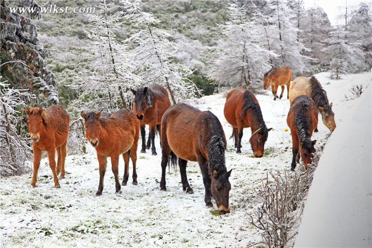 武隆仙女山：雪地奔馬 壯哉！美哉！