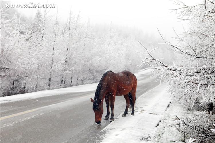武隆仙女山：雪地奔馬 壯哉！美哉！