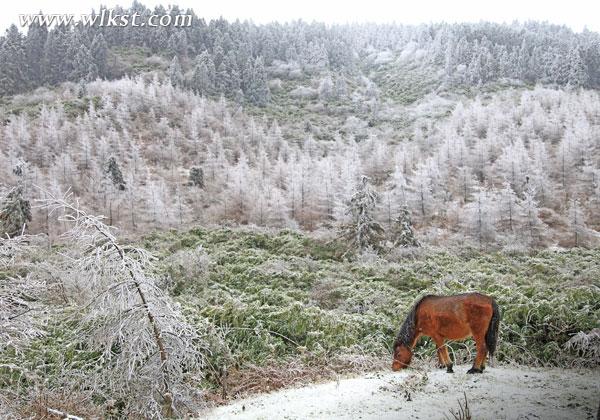 三八節(jié)武隆仙女山滑雪去 錯(cuò)過又要等一年！