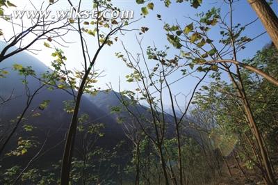 武?。鹤匪萸犒}井的前世今生