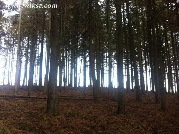 你好，2015。&mdash;&mdash;仙女山草原外圍&ldquo;迷路一日游&rdquo;