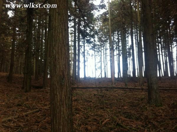 你好，2015。&mdash;&mdash;仙女山草原外圍&ldquo;迷路一日游&rdquo;