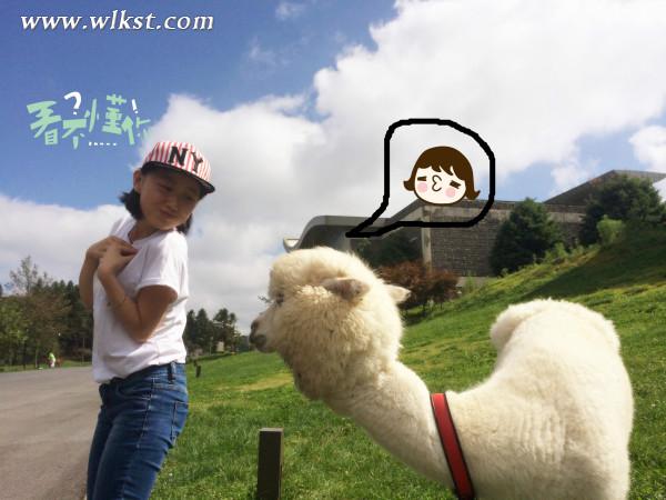 如果我是向日葵-你們就是我的陽光（重慶武?。? width=