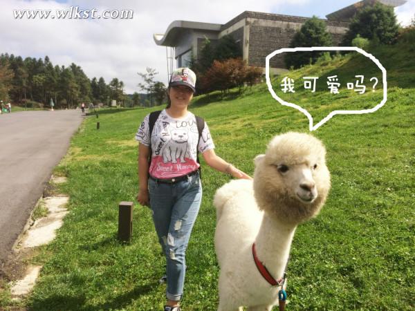 如果我是向日葵-你們就是我的陽光（重慶武隆）