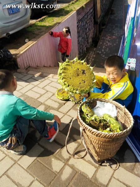 如果我是向日葵-你們就是我的陽光（重慶武隆）