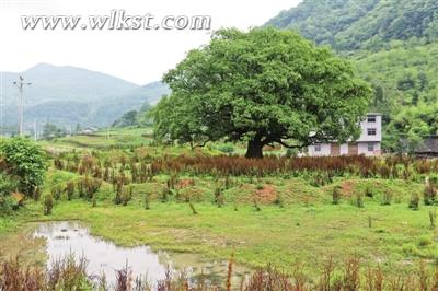 九耙樹已是雙河一景。
