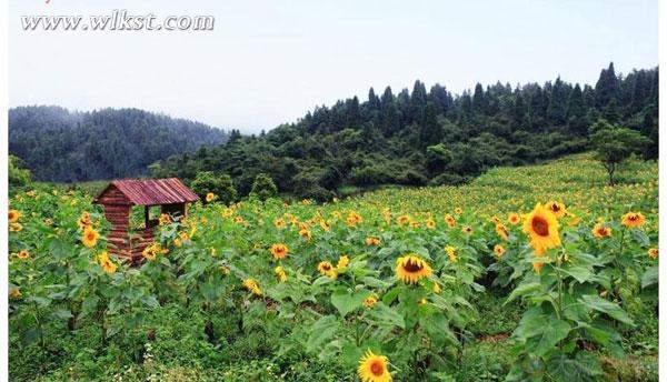 武隆仙女山打造葵花種植季 邀市民體驗(yàn)&ldquo;開心農(nóng)場&rdquo;