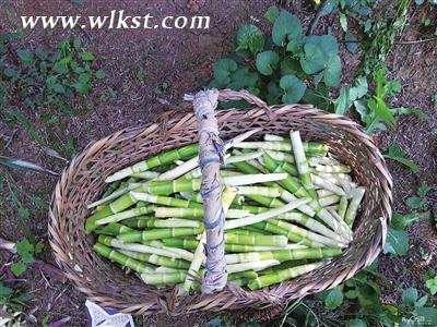 新鮮竹筍垂涎欲滴