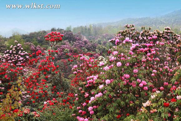 壯麗杜鵑花海