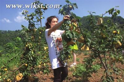 武隆鴨江萬畝梨園