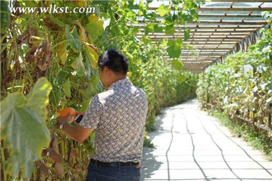 木根村生態(tài)文明示范園的瓜果長廊。