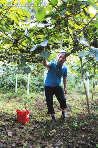 市民采摘紅心獼猴桃