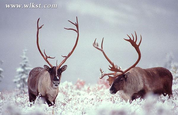 圣誕老人的神獸來(lái)仙女山啦！