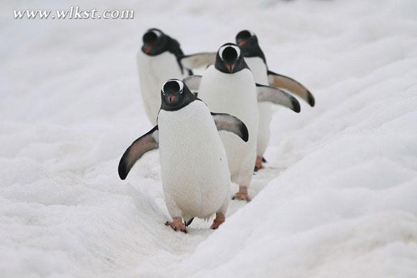 仙女山又有大動(dòng)作 世界級(jí)偶像將現(xiàn)身！