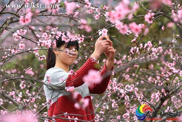 去年武隆火爐筏子村的桃花美景