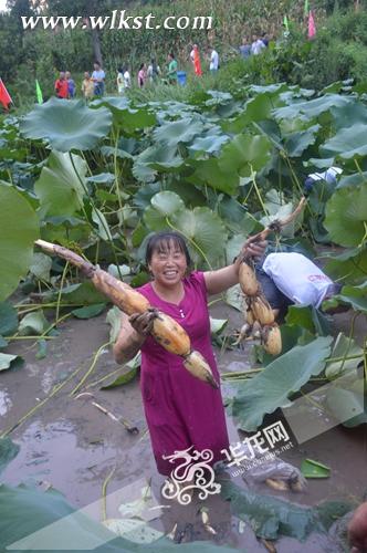  &ldquo;藕愛你&rdquo;挖藕大賽 記者 彭朝君 攝