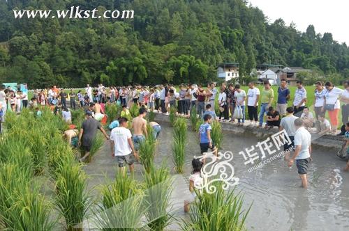  武隆鳳來鄉(xiāng)捉魚鰍大賽 記者 彭朝君 攝