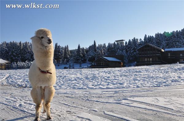仙女山&ldquo;萌寵&rdquo;羊駝