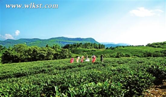 成片的茶樹(shù)