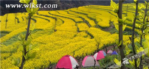廟埡山地油菜花 武隆區(qū)委宣傳部供圖
