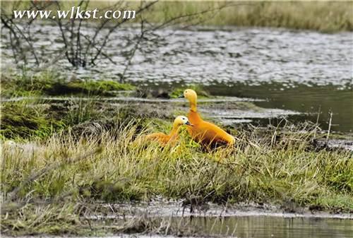 武隆&ldquo;仙女&rdquo;曼妙舞翩翩 &ldquo;白馬&rdquo;奮蹄再揚(yáng)鞭