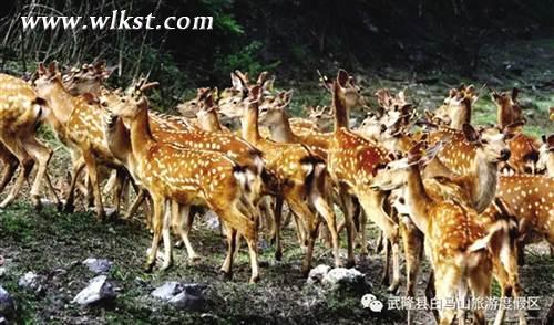 武隆&ldquo;仙女&rdquo;曼妙舞翩翩 &ldquo;白馬&rdquo;奮蹄再揚(yáng)鞭