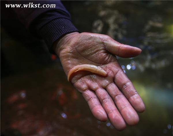 探險隊成員發(fā)現(xiàn)的神奇生物