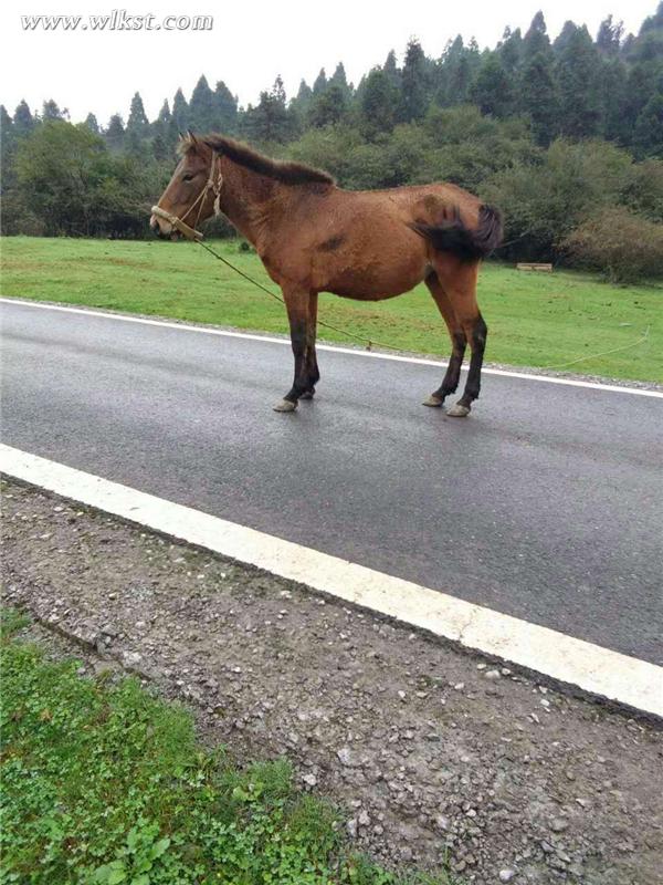  馬兒悠閑的走在仙女山最美公路上(李瓊/供圖)