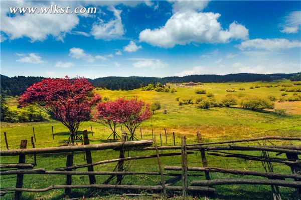  仙女山絢麗秋色(王俊杰/拍攝)