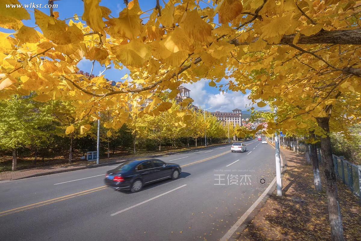 武隆仙女山銀杏大道，自駕客的天堂