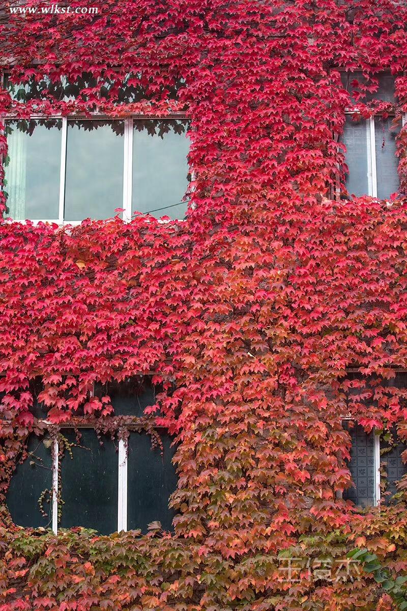 房屋猶如穿著紅色外套