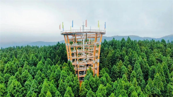 仙女山樹(shù)頂漫步